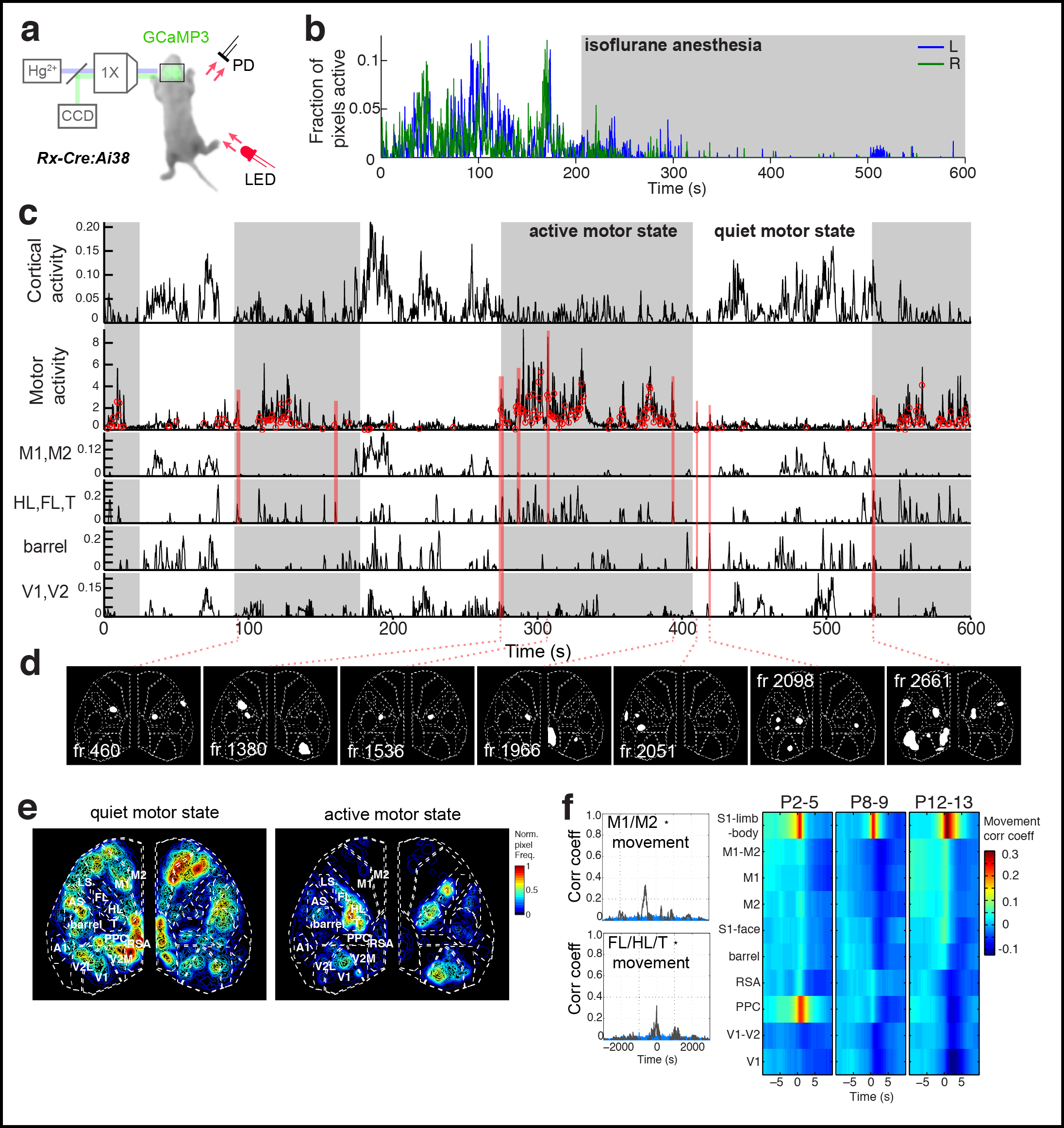  Figure 3. Cortical domains are state dependent. a Experimental schematic. Red light illumination measured with a photodiode (PD) was used to monitor motor activity. b Cortical activity (active fraction) in each hemisphere after onset of gas anesthetic. c Cortical activity and coincident motor activity signals. Gray shading indicates active and quiet motor periods determined by the half-rise and decay times from peak in the low pass filtered motor signal. Active pixel fraction traces for motor (M1,M2), somatosensory (HL,FL,T; barrel), and visual (V1,V2) cortex shown at bottom of panel. Red links show synchronized motor movements and brain activity with different cortical regions. d Single frame domain masks for times indicated in c. e Pixel activation frequency maps during quiet and active motor periods. f Cross-correlation functions between cortical regions and motor movement signals. Notice the general negative correlation between motor activity and all cortex activity signals (r = , p = ) and the high positive correlation between motor and S1-limb/body signals (r = 0.3019, p < 2.2e-16).