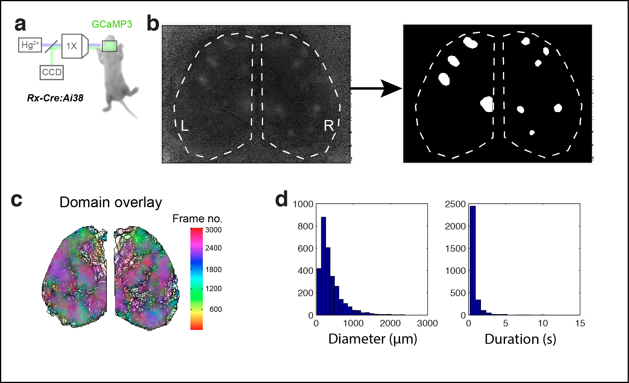 Figure 1. Calcium domains throughout neonatal mouse isocortex. a Experimental schematic. b Single image frame showing calcium domains in both hemispheres at P3 and automatically detected domain masks. c Domain overlay map for a single 10 min recording. 3D binary masks were flattened for each domain and colored by time and transparently overlaid. Notice the non-uniform distribution of boundaries and color intensities across each hemisphere, as well as local maxima and minima that indicate matched areal boundaries bilaterally. d Histograms showing the distribution of spatial diameters and durations for calcium domains.
