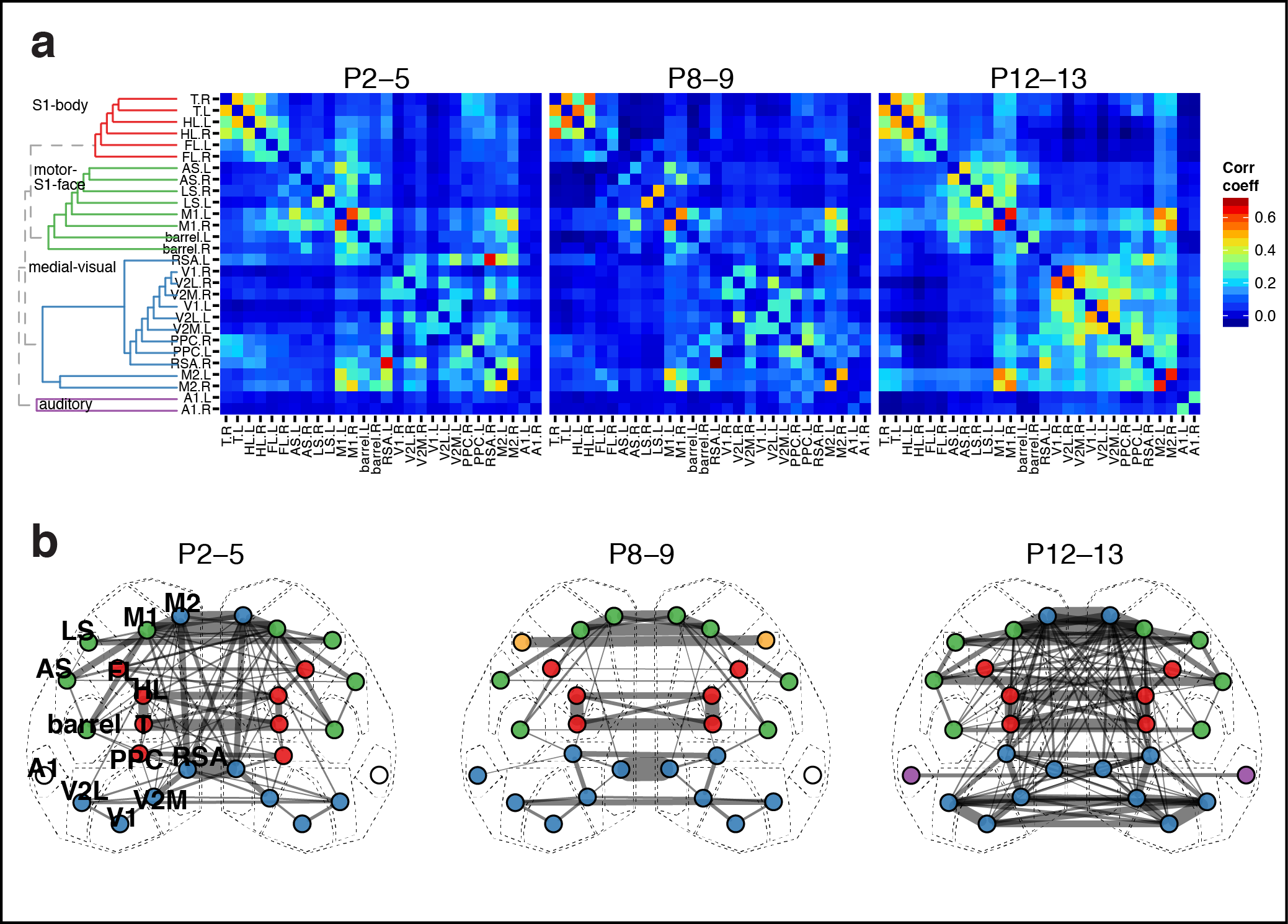 Figure 4. Functional architecture of developing neocortex. a Group averaged correlation matrices of domain activity among cortical areas. Colormap indicates Pearson's r correlation coefficient values. Dendrogram and node order from community structure detected with hierarchical clustering in the P12-13 group. b Map of cortical area associations for r > 0.15. Node colors represent cortical communities detected with clustering within each age group. Edge width indicates the squared connection weight (r^2). Note both similarities in module membership and increased connection strength with age.