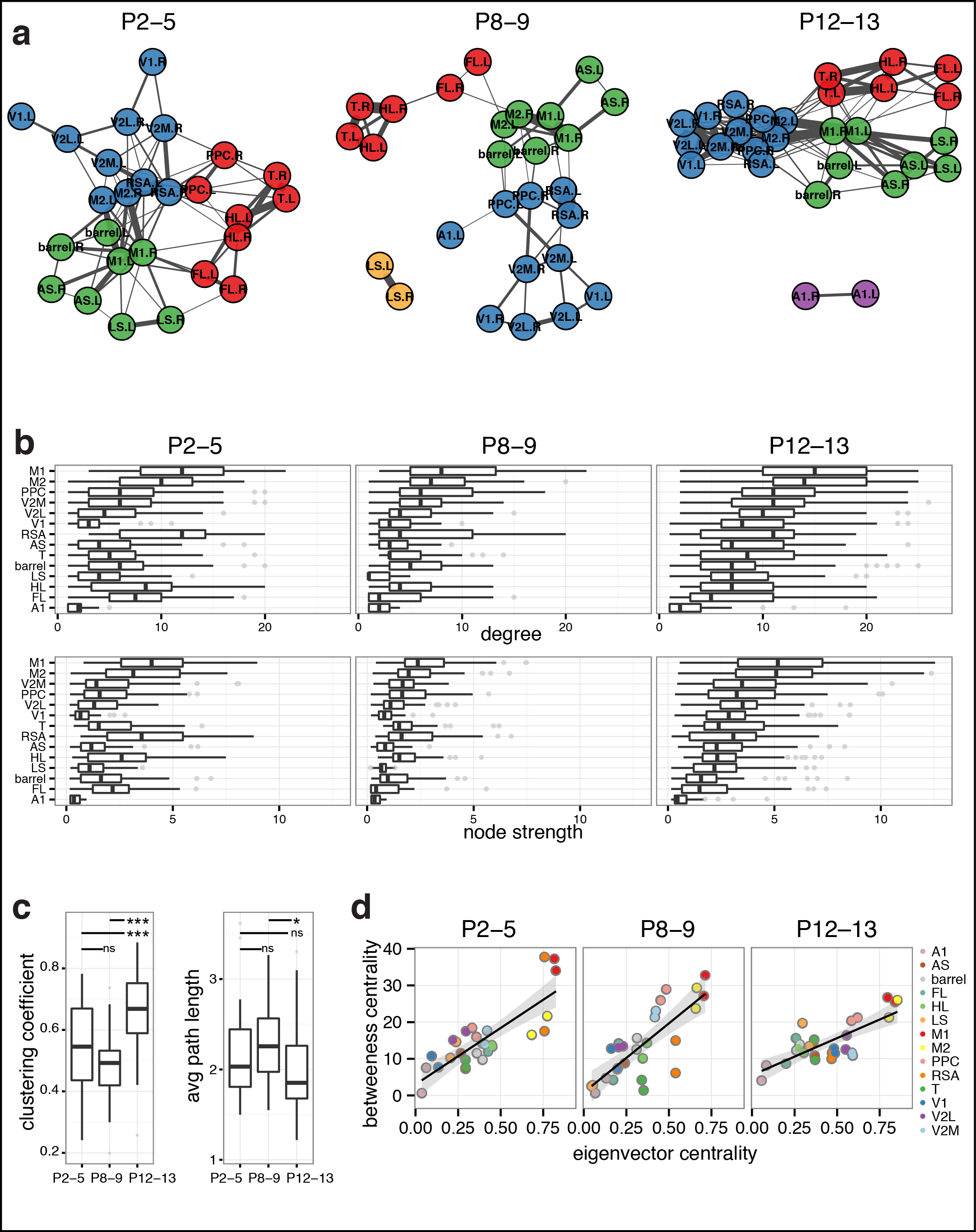 Figure 5. Dynamics of functional connectivity in developing neocortex. a Graph of functional connections for r > 0.15. Node colors represent cortical communities detected with clustering within each age group. b Boxplots of degree (number of links) and node strength (sum of connection weights) by cortical area. The distributions become increasingly ordered like the P12-13 group with age. c Boxplots of clustering coefficient and average path length by recording. d Scatterplots of mean network centrality scores by cortical area.