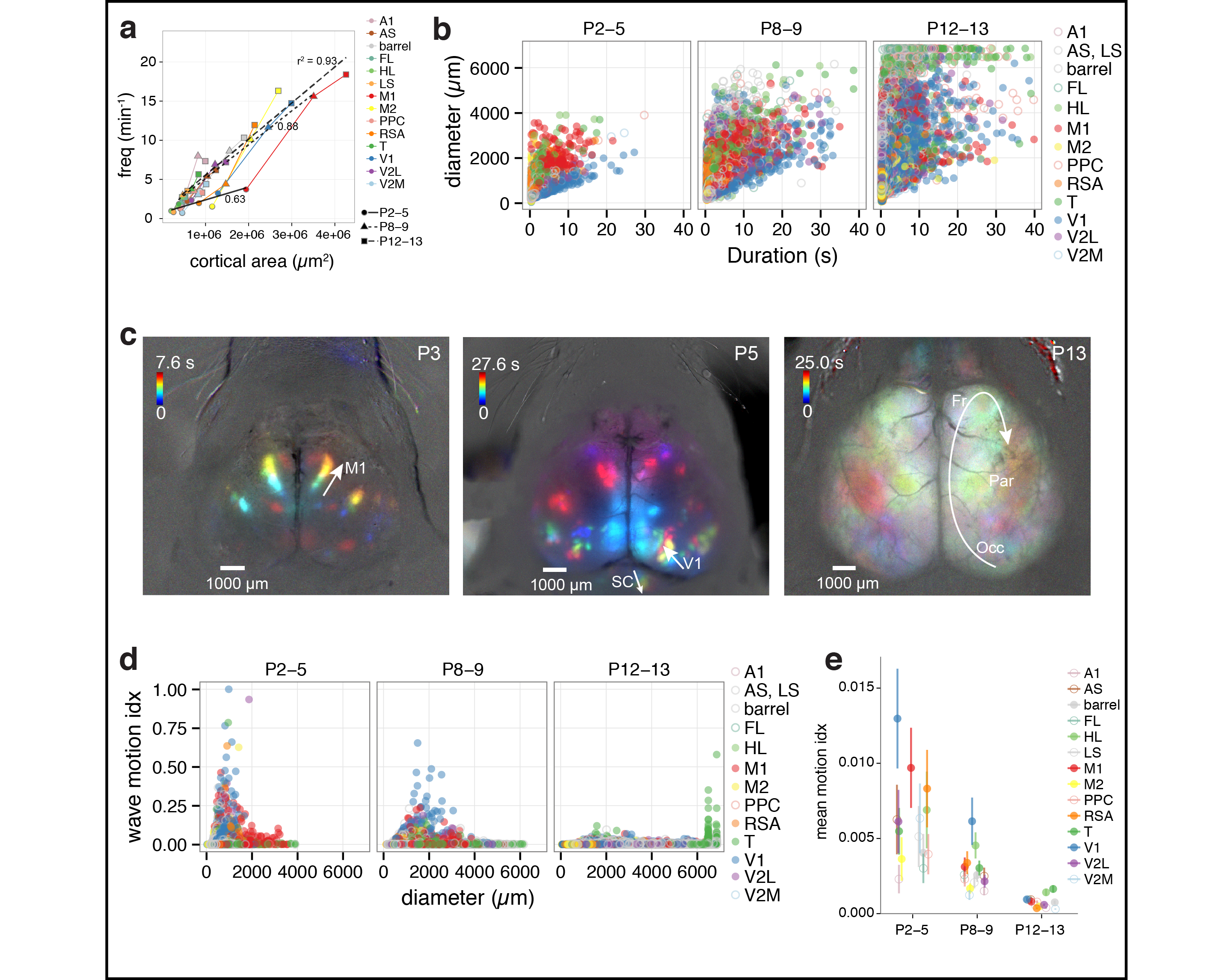 Figure 2. Spatiotemporal characteristics of cortical domains. a Domain frequency as function of cortical area size. b Scatterplots of domain diameter and duration. c Time projection maps of waves in motor cortex at P3, visual cortex at P5, and occipital-parietal-frontal cortex at P13. d Scatterplots of wave motion index as function of domain diameter. e Mean wave motion index over development.