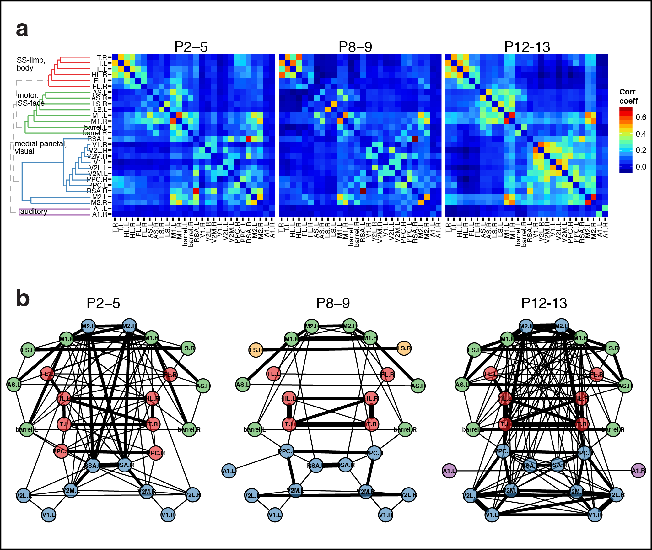 Figure 4. Cortical domain activity exhibits bilateral symmetry. a Examples of domains exhibiting spatially symmetric activations. Notice most timepoints contain a mixture of symmetric and asymmetric domain activations. b Cortical active fraction timecourses for both hemispheres. c Hemispheric domain centers of mass for coactive frames in a recording along medial-lateral (ML) and anterior-posterior (AP) extents. Bottom left panels show the periods indicated by black bars at expanded view. Pearson's correlation: ML, p = 1.1591e-28; AP, p = 7.0982e-07. d Hemispheric autocorrelation and cross-correlation functions for cortical activity at all and short time lags. Notice the peaks above gaussian distributed noise (blue traces).