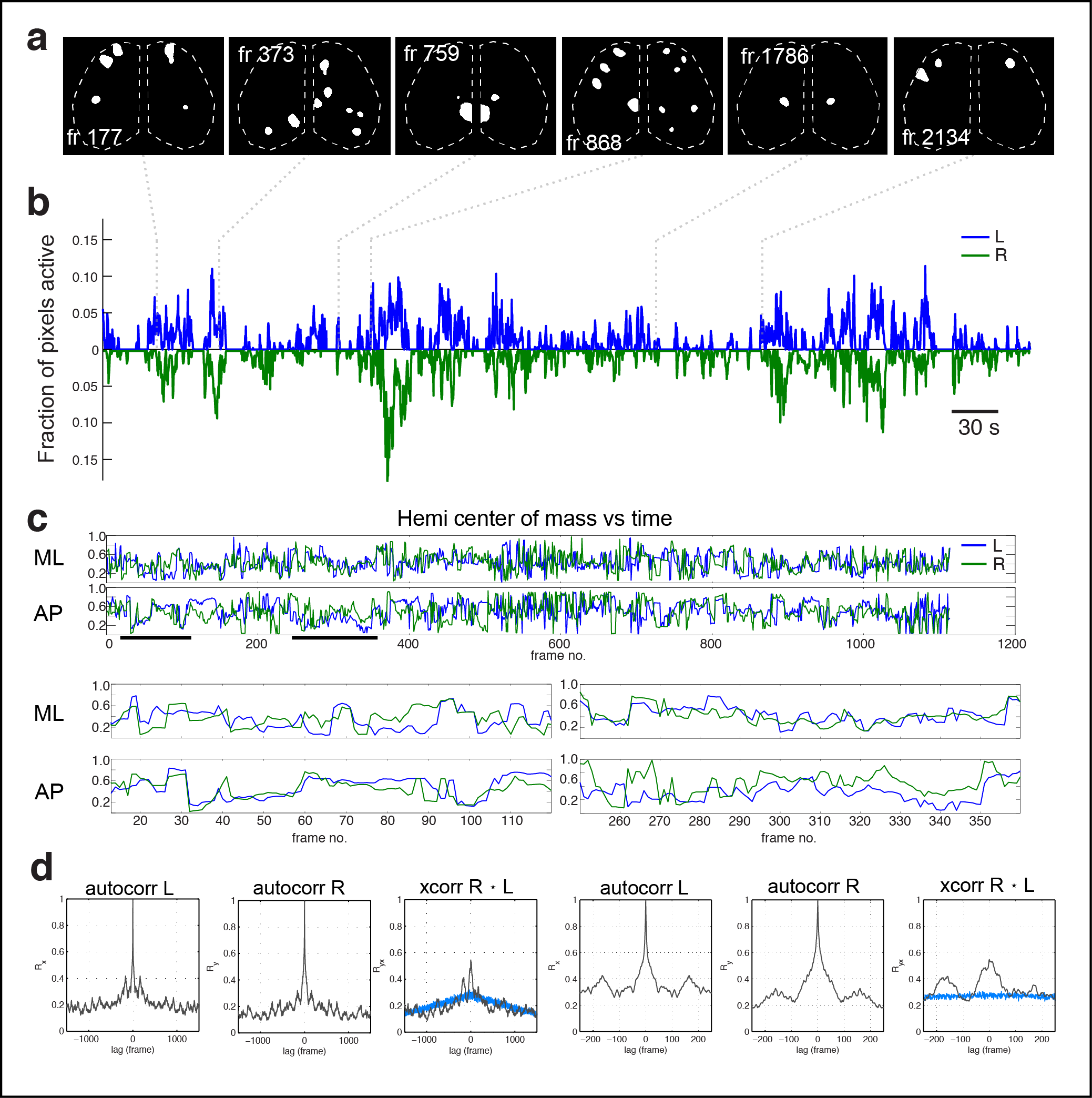  Figure 2. Cortical domain activity exhibits bilateral symmetry. a Examples of domains exhibiting spatially symmetric activations. Notice most timepoints contain a mixture of symmetric and asymmetric domain activations. b Cortical active fraction timecourses for both hemispheres. c Hemispheric domain centers of mass for coactive frames in a recording along medial-lateral (ML) and anterior-posterior (AP) extents. Bottom left panels show the periods indicated by black bars at expanded view. Pearson's correlation: ML, p = 1.1591e-28; AP, p = 7.0982e-07. d Hemispheric autocorrelation and cross-correlation functions for cortical activity at all and short time lags. Notice the peaks above gaussian distributed noise (blue traces).