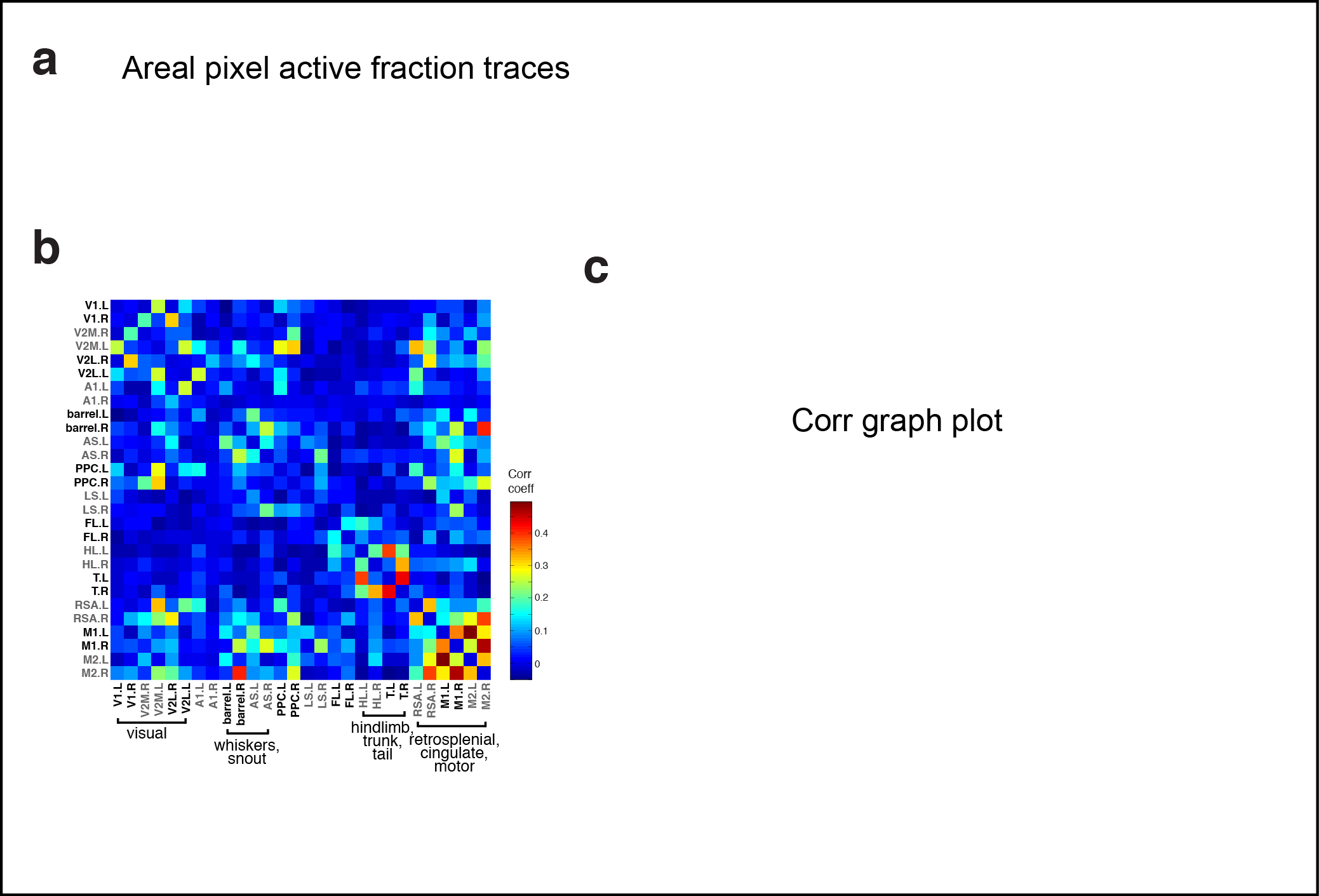 Figure 4. Subnetworks in developing isocortex. a Areal trace examples. b Correlation matrix of domain activity among cortical areas. c Graph.