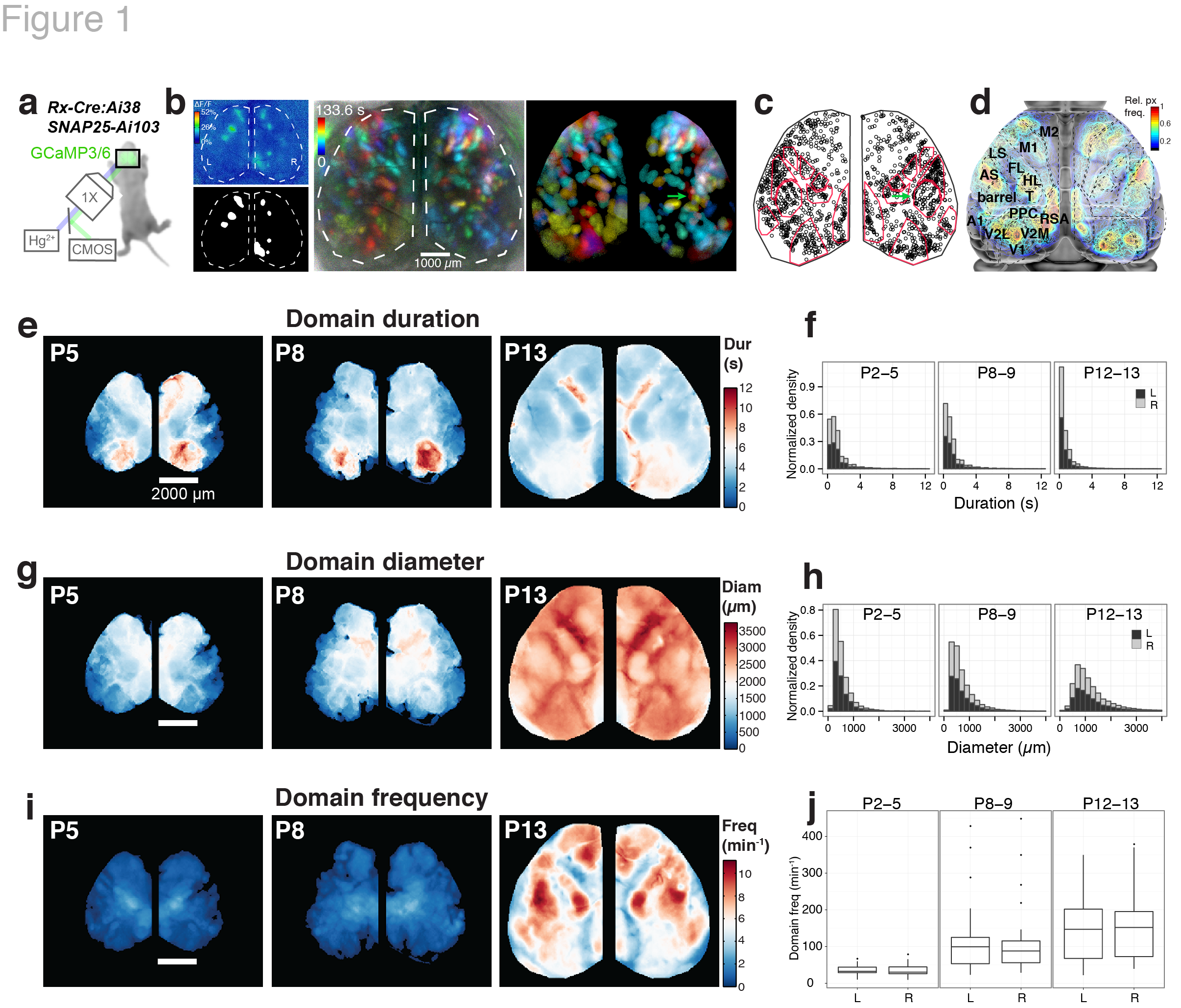  Figure 1. Calcium domains throughout neonatal mouse neocortex. a Experimental schematic. b Left panel: Single image frame showing calcium domains in both hemispheres at postnatal day 3 (P3) and the mask of detected domain signals. Middle and right panels: Time projection map from a raw dF/F movie segment and the corresponding map from automatically detected domain masks. Notice the individual domains of activity in the area of barrel cortex (arrow) c Centroid positions for segmented domain masks from a 10 min recording. Points are overlaid on a reference map of primary sensory areas determined by thalamocortical inputs (red outlines). Notice rows of whisker barrels are evident in the structure of domain centroid positions (arrow). d Functional activity map at P3. Based on pixel activation frequency from all detected domains in a single 10 min recording. Map is overlaid on cortical areal parcellations. Notice localized maxima and minima of functional activity between areas that approximate known anatomical cortical area boundaries and the mirroring of map structure bilaterally. e Mean domain duration maps from 3 SNAP25-Ai103 mice. f Histograms showing domain durations distributions in the P2-5, P8-9, and P12-13 age groups and by cortical hemisphere (L, R). g Mean domain diameter maps from same 3 mice in e. h Histograms showing the distributions of domain diameters. i Mean domain frequency maps from same 3 mice in e. j Boxplot distributions of hemispheric domain frequencies.