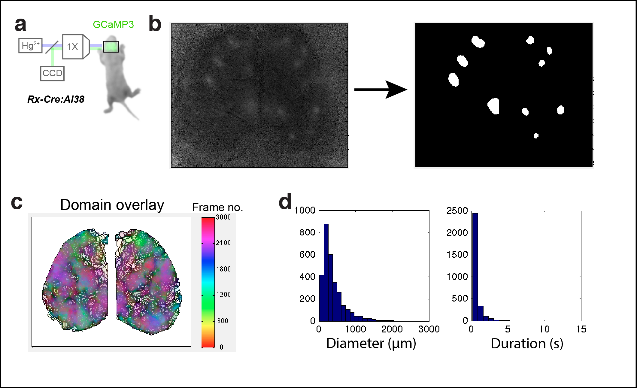 Figure 1. Calcium domains throughout neonatal mouse isocortex