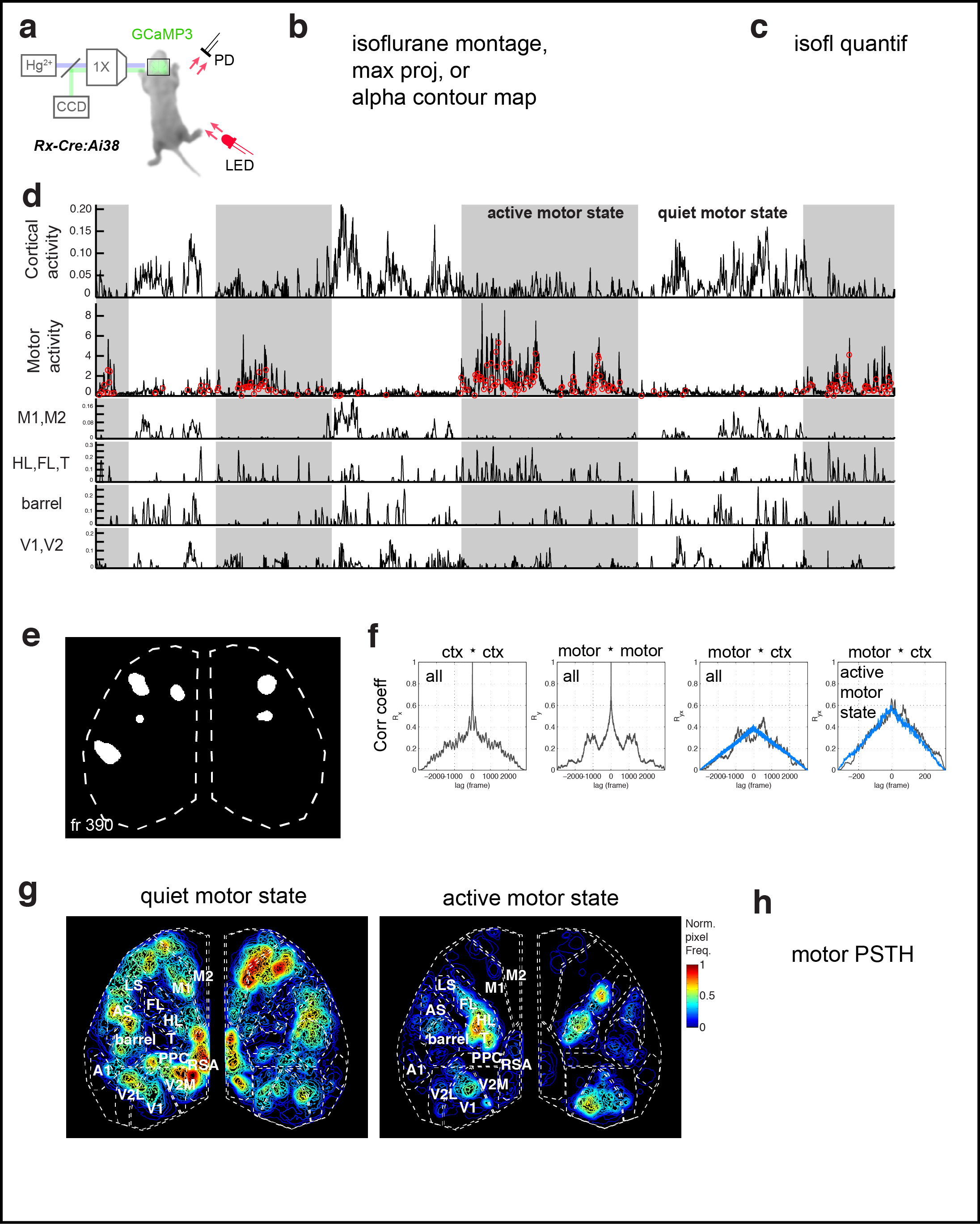 Figure 3. Cortical domains are state dependent. a Experimental schematic. Red light illumination measured with a photodiode (PD) was used to monitor motor activity. b dF/F image sequence showing cortical domain activity before and after isoflurane anesthesia within a single recording. c Cortical activity (active fraction) in each hemisphere after onset of gas anesthetic. e Cortical activity and coincident motor activity signals. Moving averages of cortical and motor activity at 10 s and >70 s windows. f Single frame domain masks for times indicated in e. g Autocorrelation and cross-correlation functions for cortical and motor activity for the whole recording or during just the active-motor-period. Notice the correlation between cortical and motor activity above random noise and that motor activity generally follows cortical activity (shift towards right).