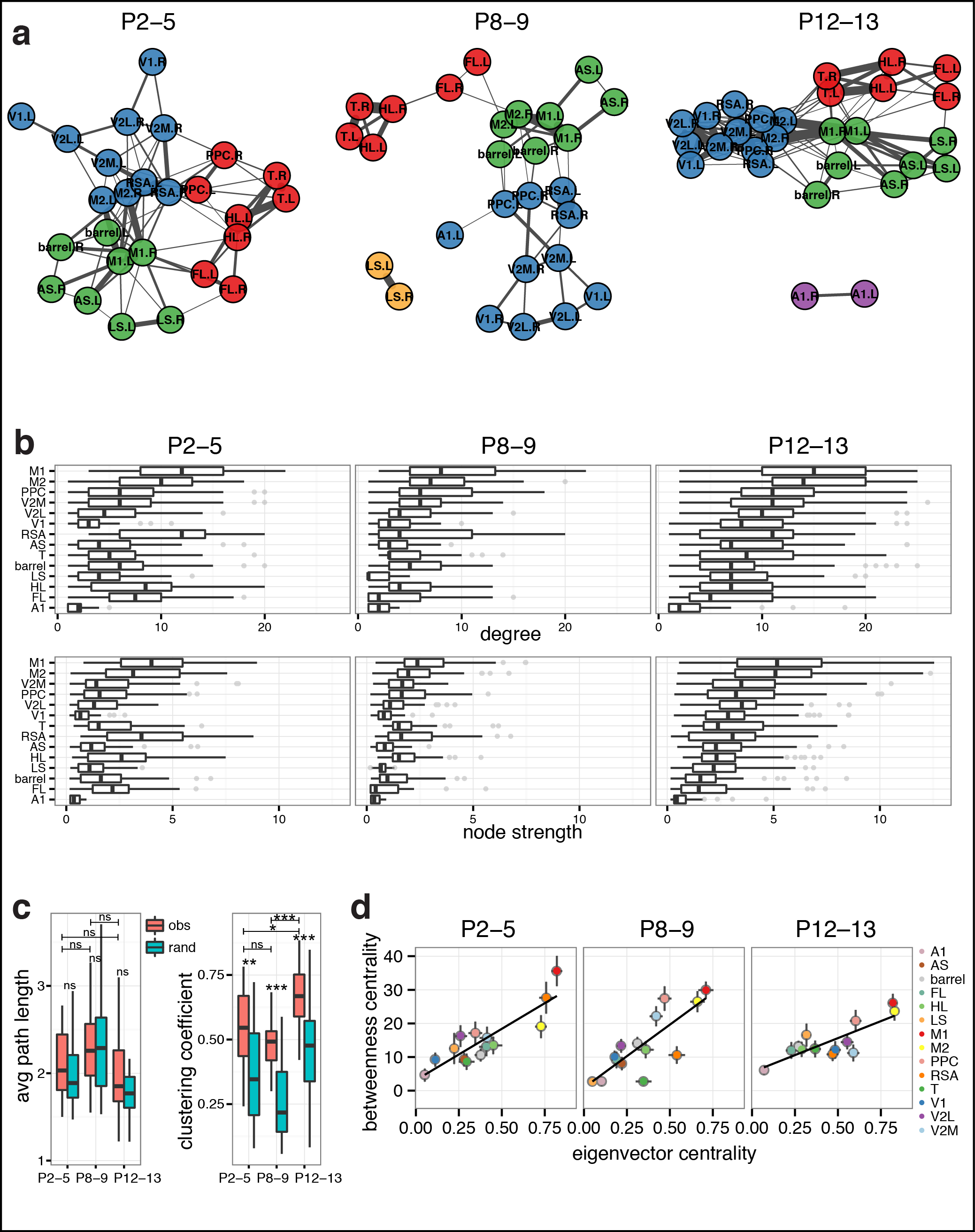 Figure 5. Dynamics of functional connectivity in developing neocortex. a Graph of functional connections for r > 0.15. Node colors represent cortical communities detected with clustering within each age group. b Boxplots of degree (number of links) and node strength (sum of connection weights) by cortical area. The distributions become increasingly ordered like the P12-13 group with age. c Boxplots of clustering coefficient and average path length by recording. d Scatterplots of mean network centrality scores by cortical area.