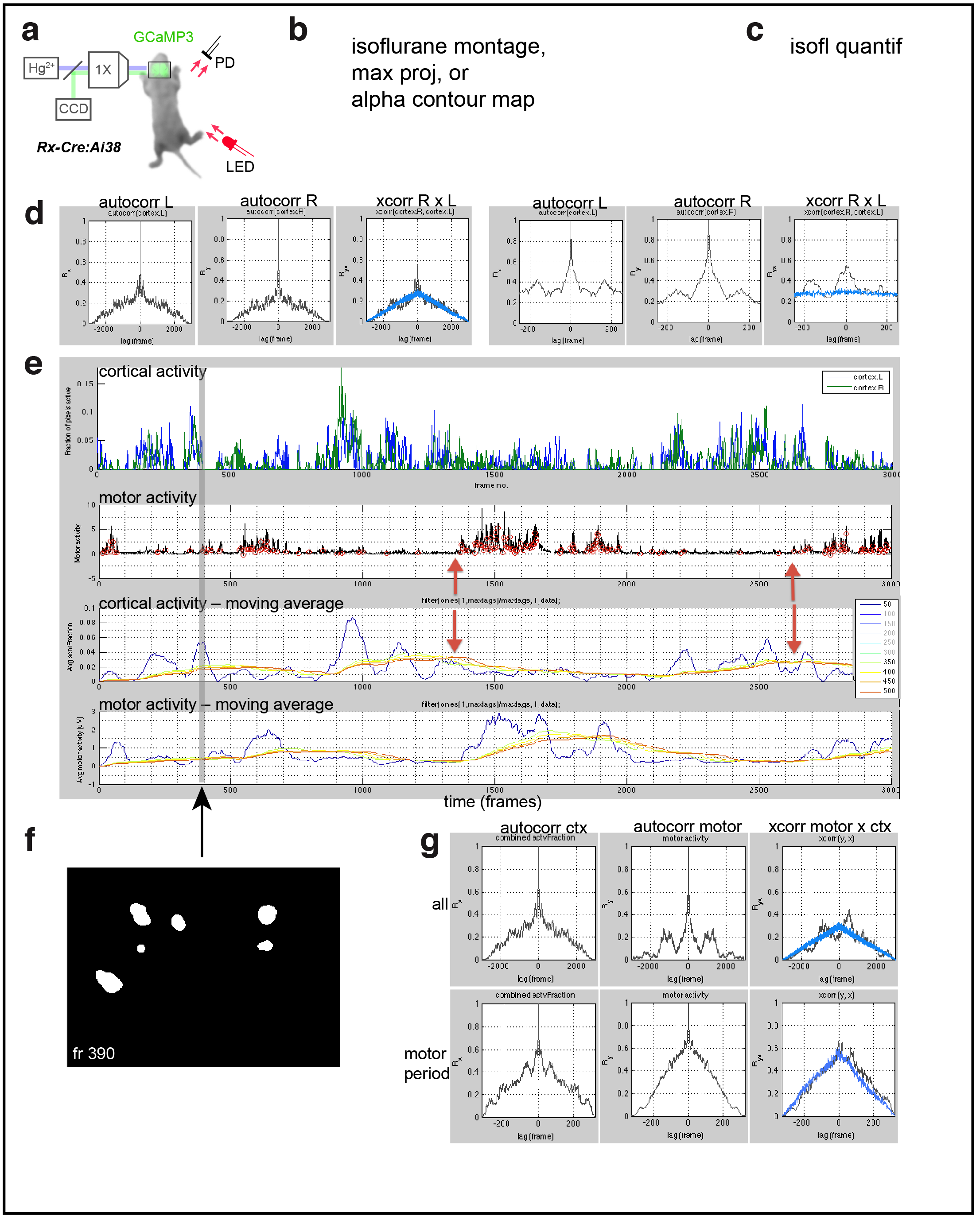 Figure 2. Cortical domains are state dependent. a Experimental schematic. Red light illumination measured with a photodiode (PD) was used to monitor motor activity. b dF/F image sequence showing cortical domain activity before and after isoflurane anesthesia within a single recording. c Cortical activity (active fraction) in each hemisphere after onset of gas anesthetic. d Hemispheric autocorrelation and cross-correlation functions for cortical activity at all and short time lags. Notice the peaks above gaussian distributed noise (blue traces). e Cortical activity and coincident motor activity signals. Moving averages of cortical and motor activity at 10 s and >70 s windows. f Single frame domain masks for times indicated in e. g Autocorrelation and cross-correlation functions for cortical and motor activity for the whole recording or during just the active-motor-period. Notice the correlation between cortical and motor activity above random noise and that motor activity generally follows cortical activity (shift towards right).