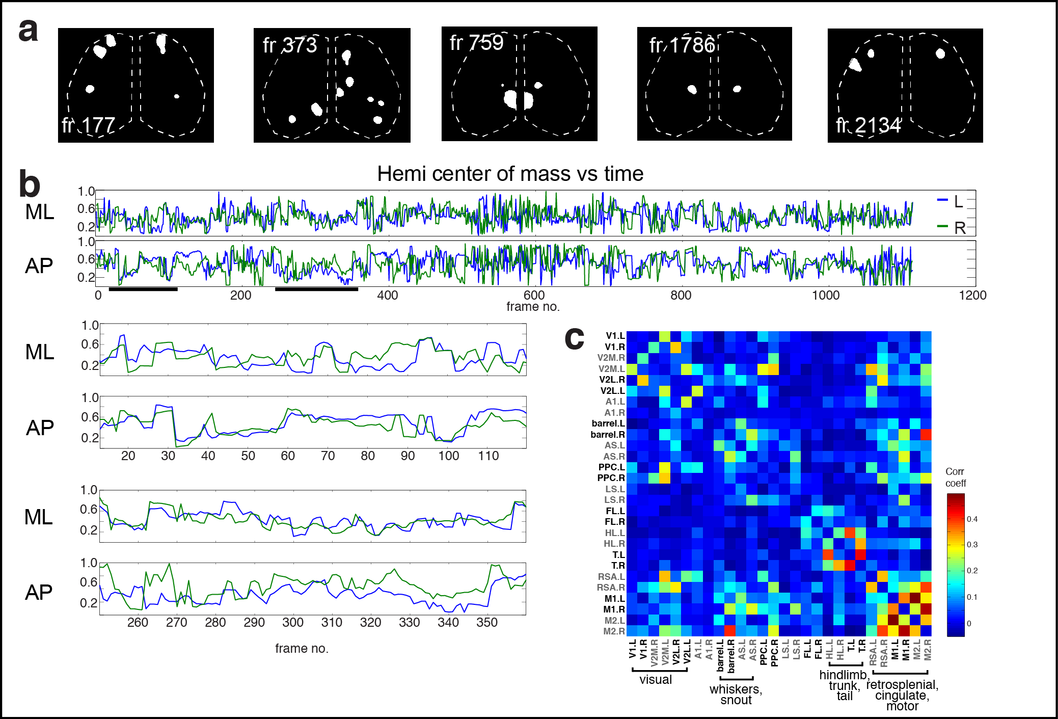 Figure 3. Cortical domain activity exhibits bilateral symmetry. a Examples of domains exhibiting spatially symmetric activations. Notice most timepoints contain a mixture of symmetric and asymmetric domain activations. b Hemispheric domain centers of mass for coactive frames in a recording along medial-lateral (ML) and anterior-posterior (AP) extents. Bottom left panels show the periods indicated by black bars at expanded view. Pearson's correlation: ML, p = 1.1591e-28; AP, p = 7.0982e-07. c Correlation matrix of domain activity among cortical areas.