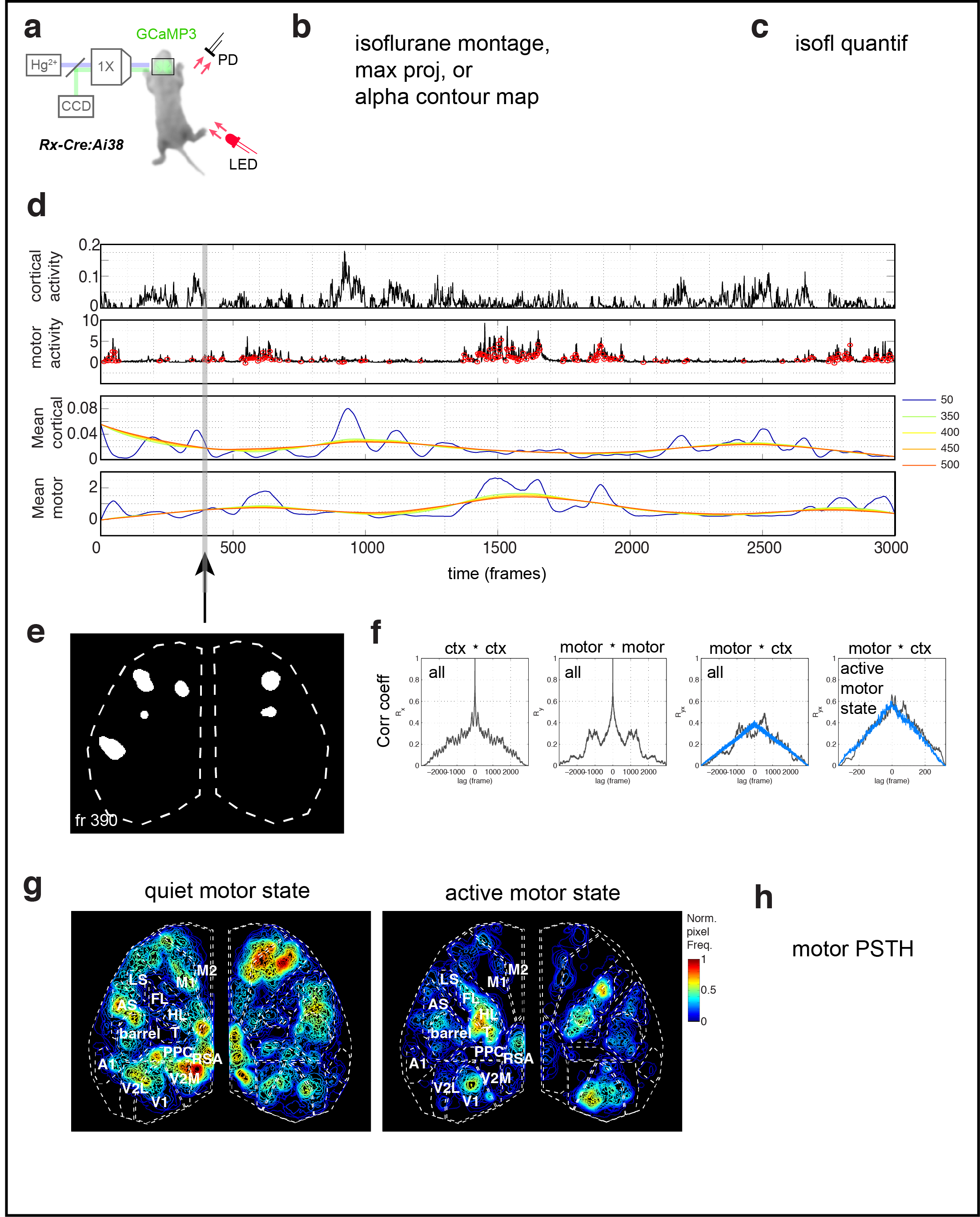 Figure 3. Cortical domain activity exhibits bilateral symmetry. a Examples of domains exhibiting spatially symmetric activations. Notice most timepoints contain a mixture of symmetric and asymmetric domain activations. b Hemispheric domain centers of mass for coactive frames in a recording along medial-lateral (ML) and anterior-posterior (AP) extents. Bottom left panels show the periods indicated by black bars at expanded view. Pearson's correlation: ML, p = 1.1591e-28; AP, p = 7.0982e-07. c Correlation matrix of domain activity among cortical areas.