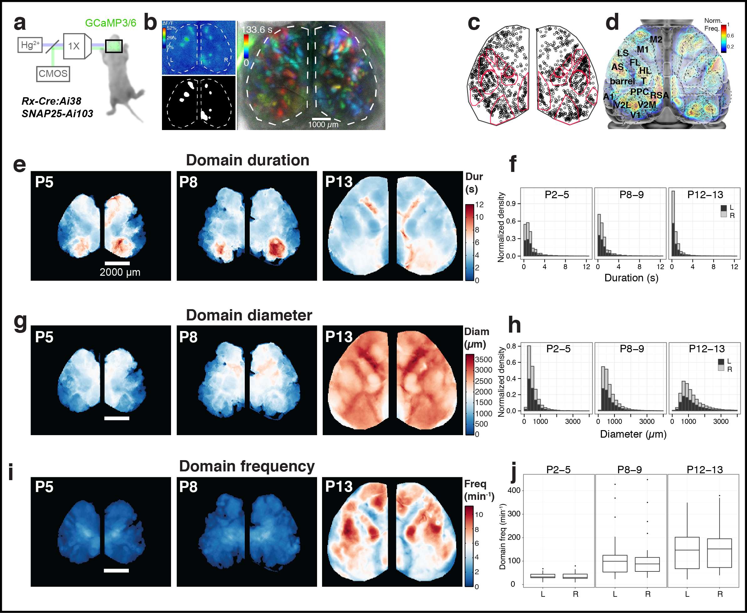  Figure 1. Calcium domains throughout neonatal mouse neocortex. a Experimental schematic. b Single image frame showing calcium domains in both hemispheres at postnatal day 3 (P3) and automatically detected domain masks. c Centroid positions for segmented domain masks from a 10 min recording. Points are overlaid on a reference map of primary sensory areas determined by thalamocortical inputs (red outlines). Notice rows of whisker barrels are evident in the structure of domain centroid positions. d Functional activity map at P3. Based on pixel activation frequency from all detected domains in a single 10 min recording. Map is overlaid on cortical areal parcellations. Notice localized maxima and minima of functional activity between areas that approximate known anatomical cortical area boundaries and the mirroring of map structure bilaterally. e Mean domain duration maps from 3 SNAP25-Ai103 mice. f Histograms showing domain durations distributions in the P2-5, P8-9, and P12-13 age groups and by cortical hemisphere (L, R). g Mean domain diameter maps from same 3 mice in e. h Histograms showing the distributions of domain diameters. i Mean domain frequency maps from same 3 mice in e. j Boxplot distributions of hemispheric domain frequencies.