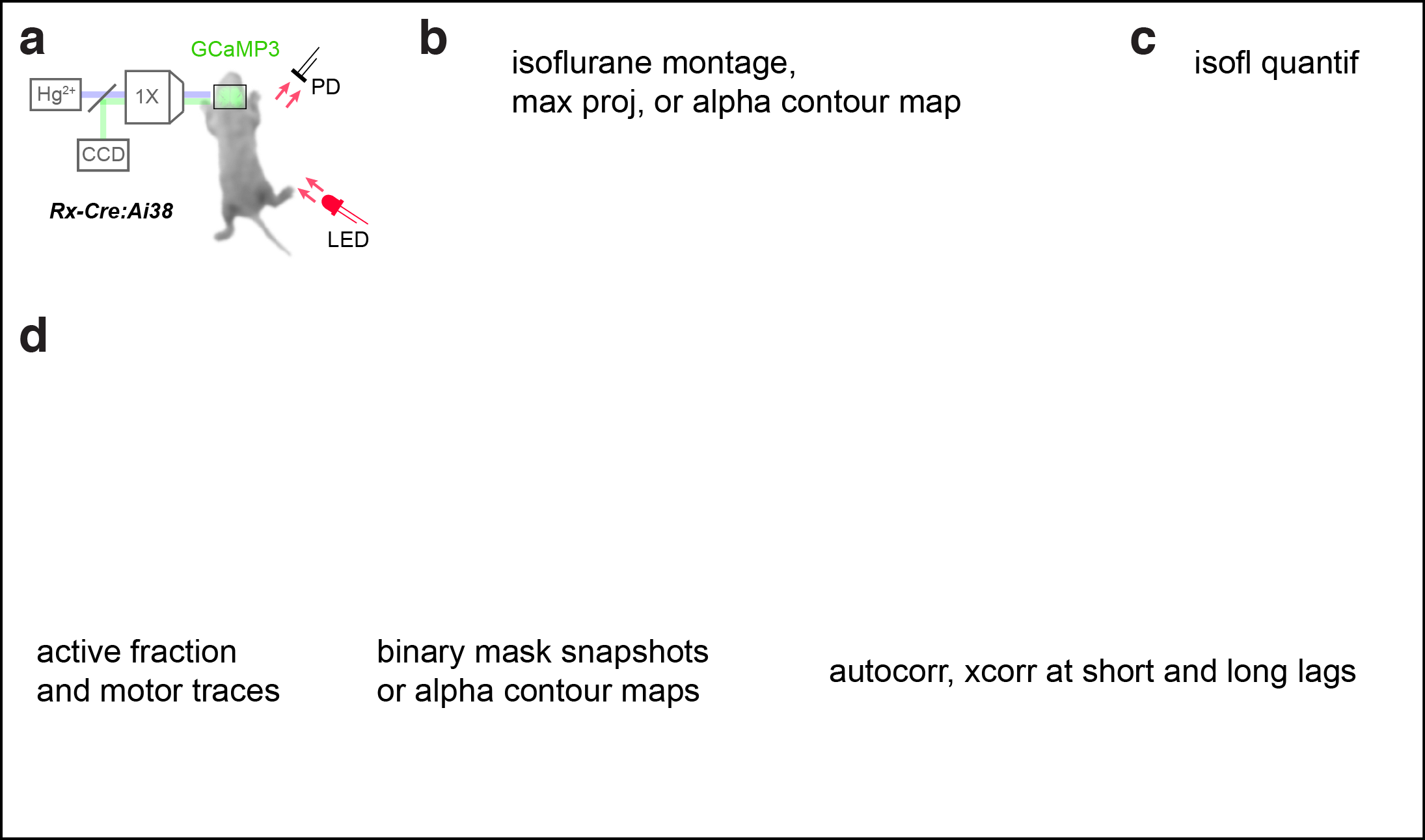 Figure 2. Cortical domains are state dependent